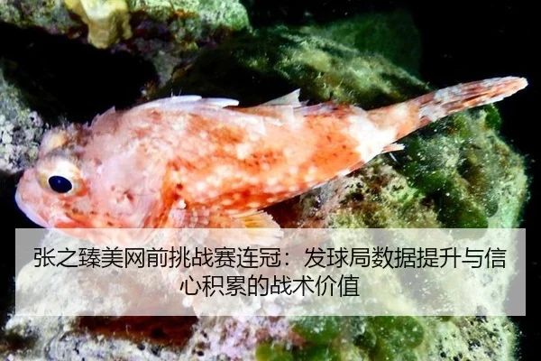 zhang-zhi-zhen-mei-wang-qian-tiao-zhan-sai-lian-guan-fa-qiu-ju-shu-ju-ti-sheng-yu-xin-xin-ji-lei-de-zhan-shu-jia-zhi-2-395.jpg